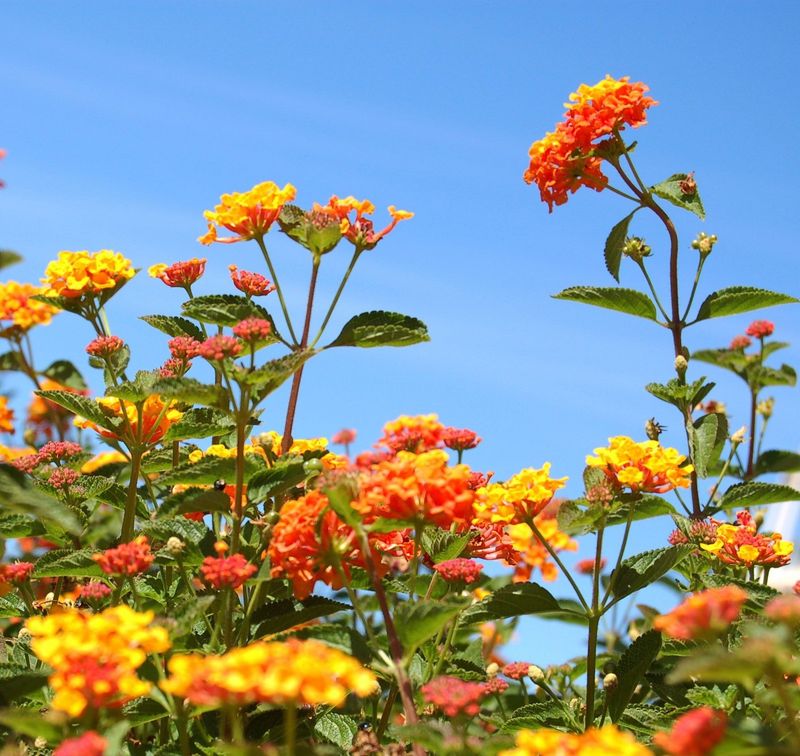 Lightly Shear Tip Growth For More Bloom