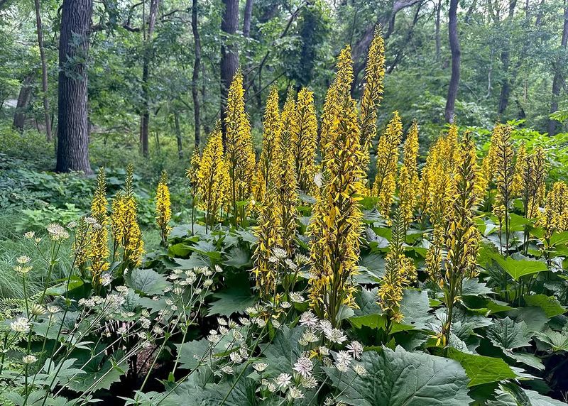 Ligularia (Ligularia Spp.)