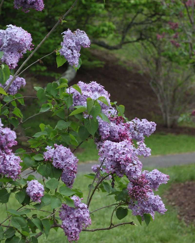 Lilac Should Not Be Fed Mid-Summer