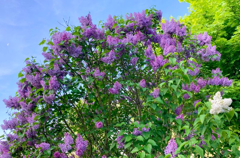 Lilacs Grow Into Dense Cover