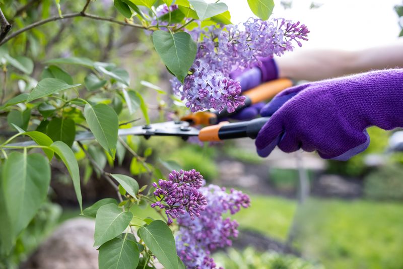 Lilacs Need Old Canes Removed Right After Flowering