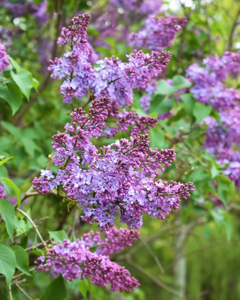 Lilacs Should Be Pruned Right After Bloom, Not Later