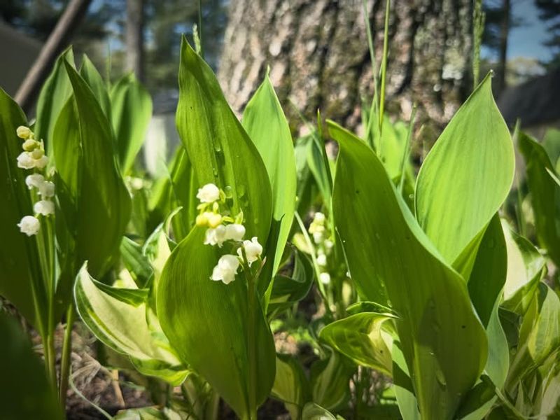 Lily Of The Valley Spreads Quietly Before You Notice The Mess Lily Of The Valley Spreads Quietly Before You Notice The Mess