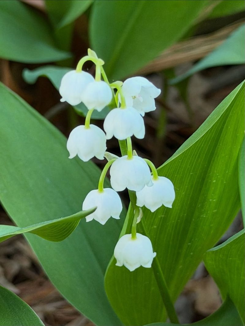 Lily Of The Valley Lily Of The Valley