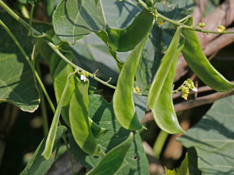 Lima Beans Fit Georgia Summer Gardens
