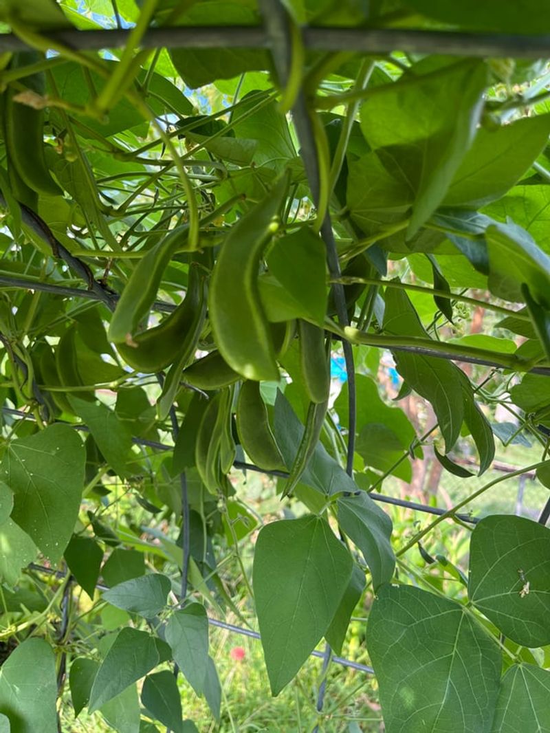 Lima Beans Like Warm Soil Lima Beans Like Warm Soil
