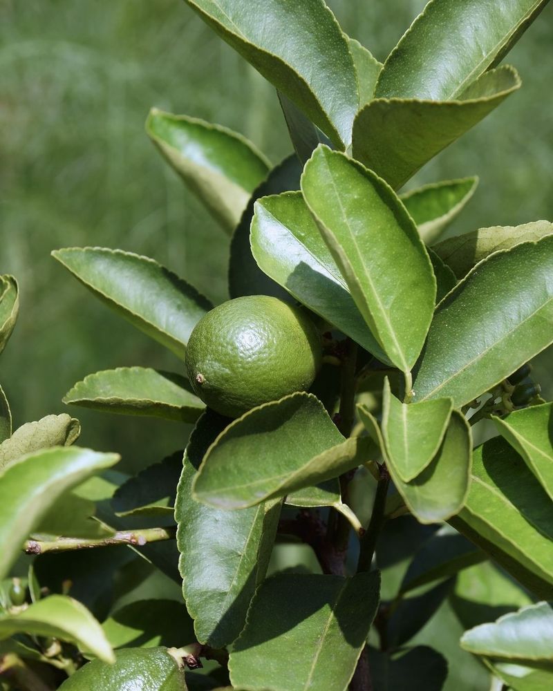 Lime Trees Grow Well In Warm Desert Regions Lime Trees Grow Well In Warm Desert Regions