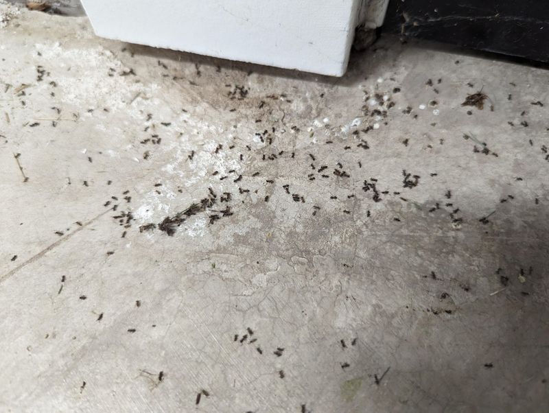 Limit Insects That Attract Scorpions