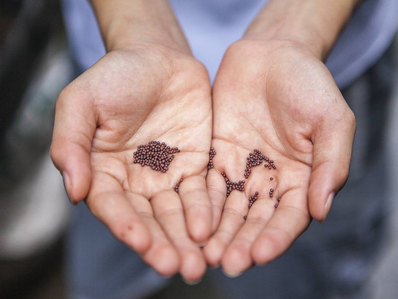 Limit Seed Introductions Limit Seed Introductions