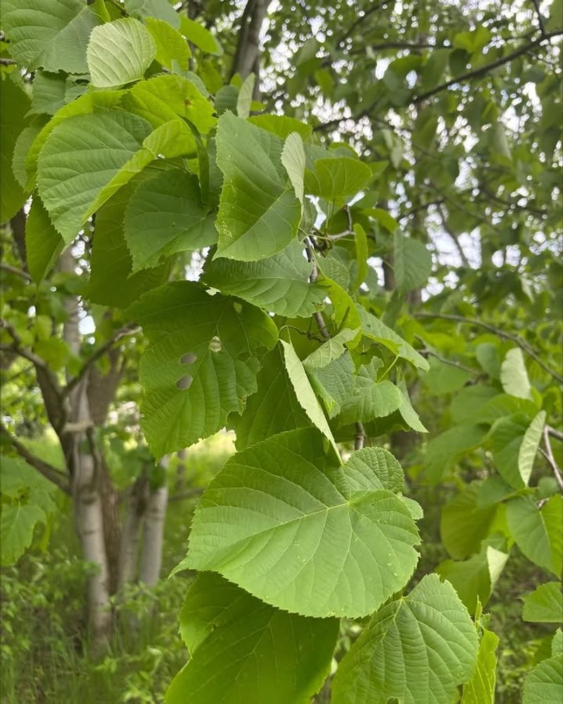 Linden / Basswood 