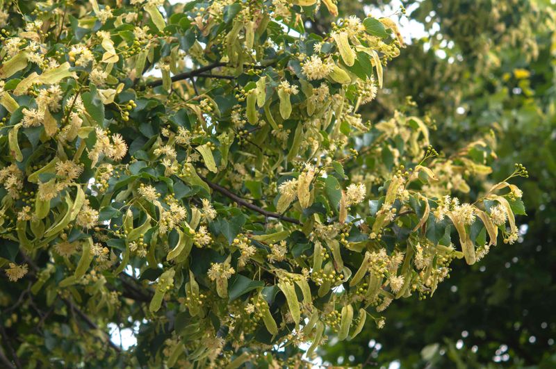 Linden Trees Linden Trees