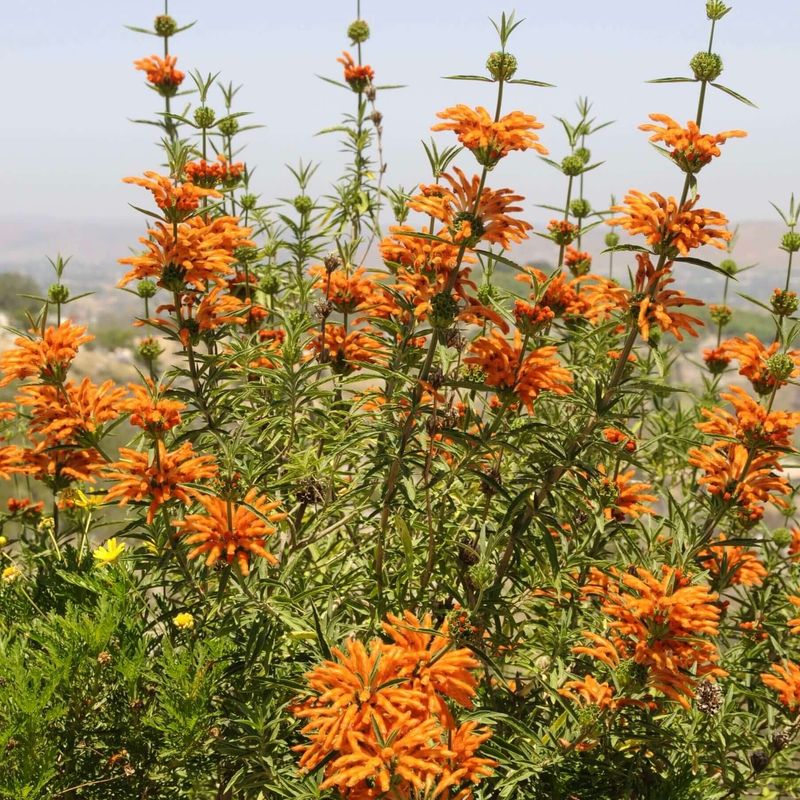 Lion's Tail Builds Bold Height In One Warm Season