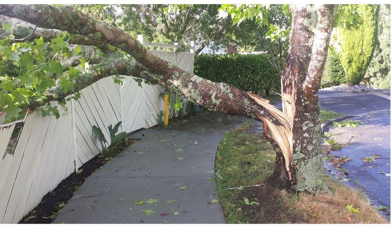 Liquidambar Roots Can Buckle Sidewalks And Driveways Liquidambar Roots Can Buckle Sidewalks And Driveways