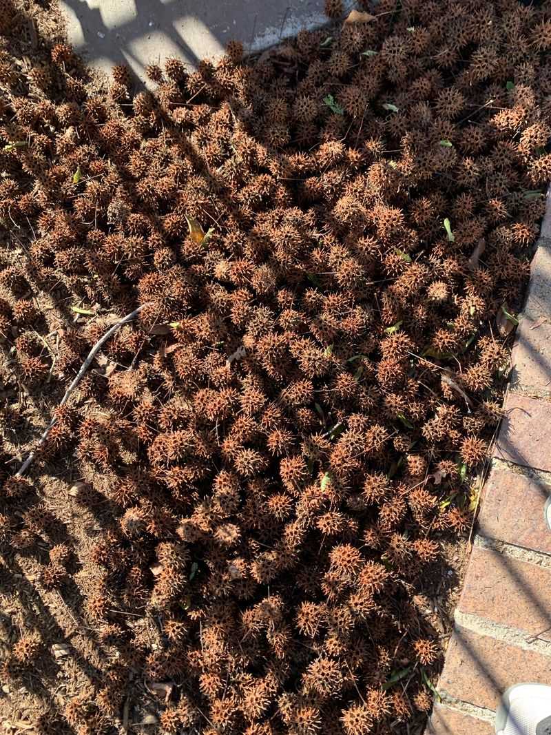 Liquidambar / Sweetgum