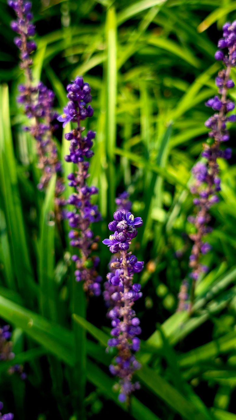 Liriope