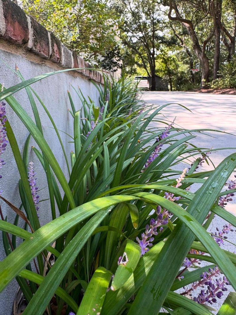Liriope Borders Create Dense Cover Near The Ground Liriope Borders Create Dense Cover Near The Ground