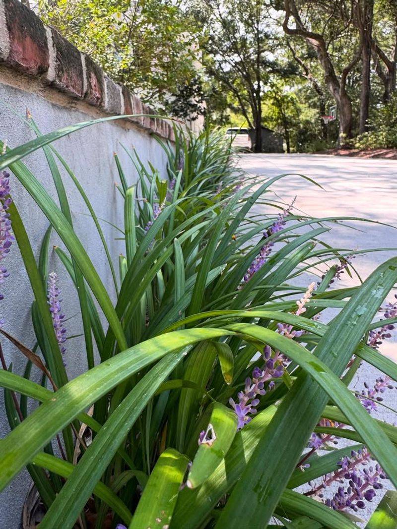 Liriope Can Hold Moisture Around Its Dense Clumps