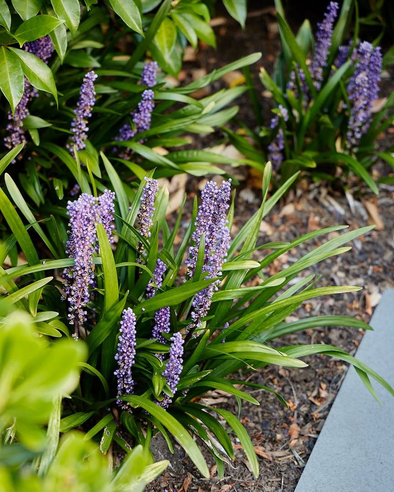 Liriope Cools Bed Edges With Tough Strappy Growth Liriope Cools Bed Edges With Tough Strappy Growth