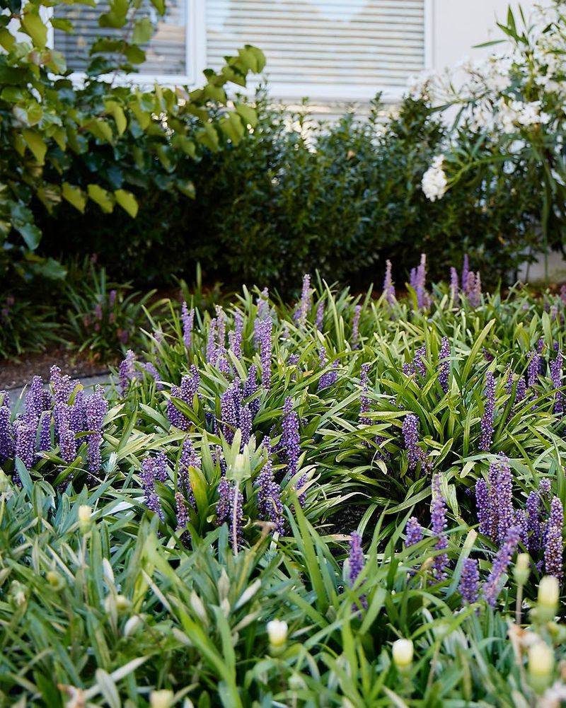 Liriope Fits Naturally Along Garden Edges Liriope Fits Naturally Along Garden Edges