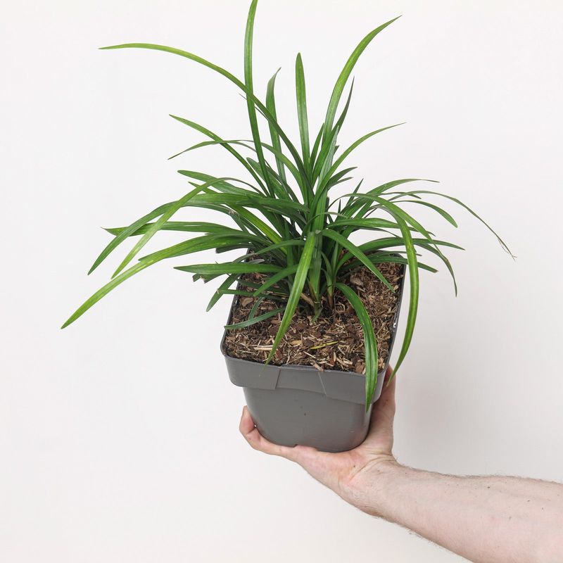 Liriope Fits Protected Mini-Oasis Corners