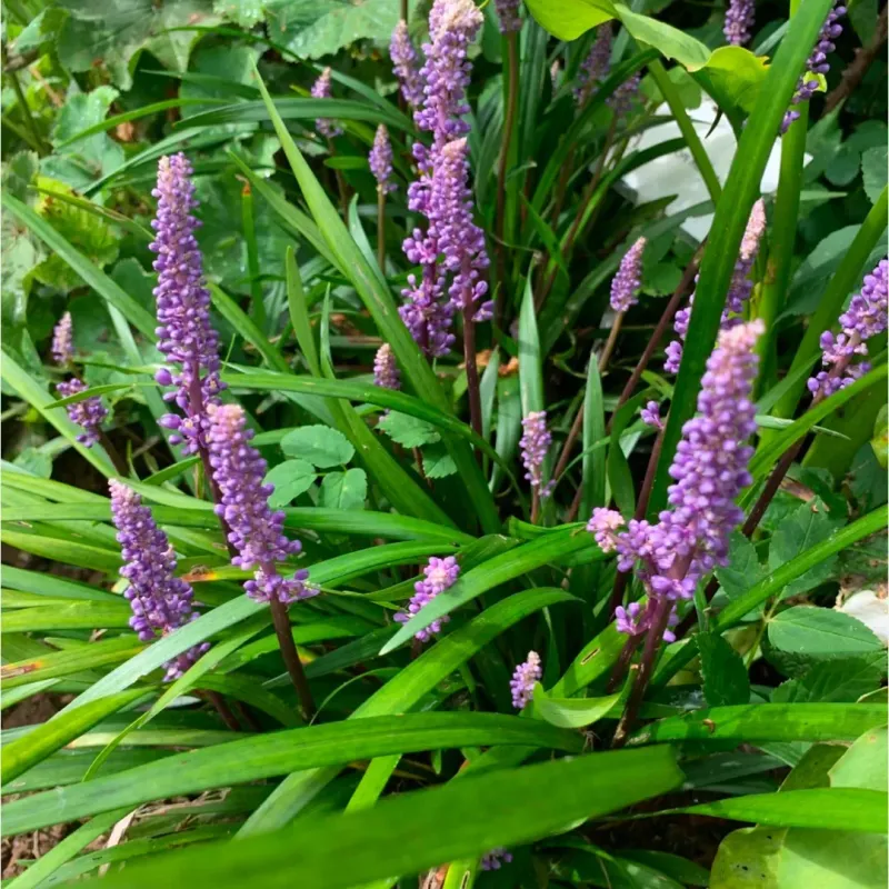 Liriope (Liriope Muscari)
