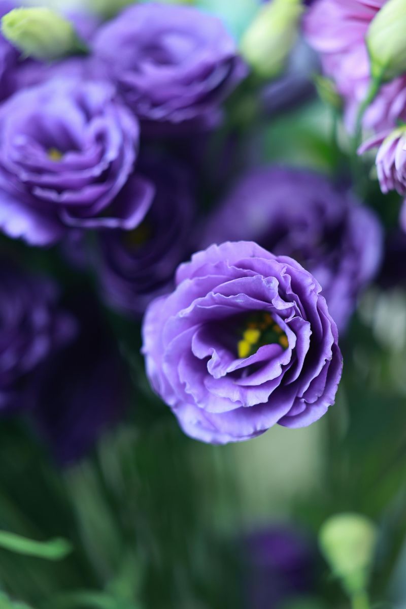 Lisianthus Looks Like It Came From A Florist, Not Your Backyard Lisianthus Looks Like It Came From A Florist, Not Your Backyard