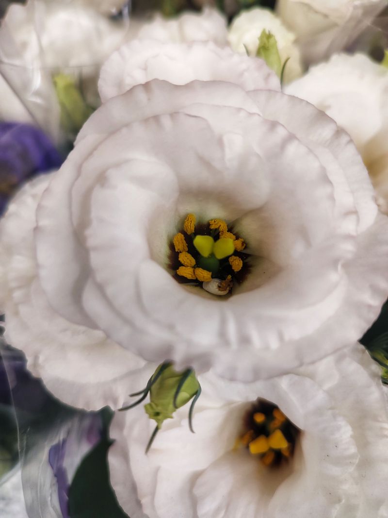 Lisianthus Lisianthus