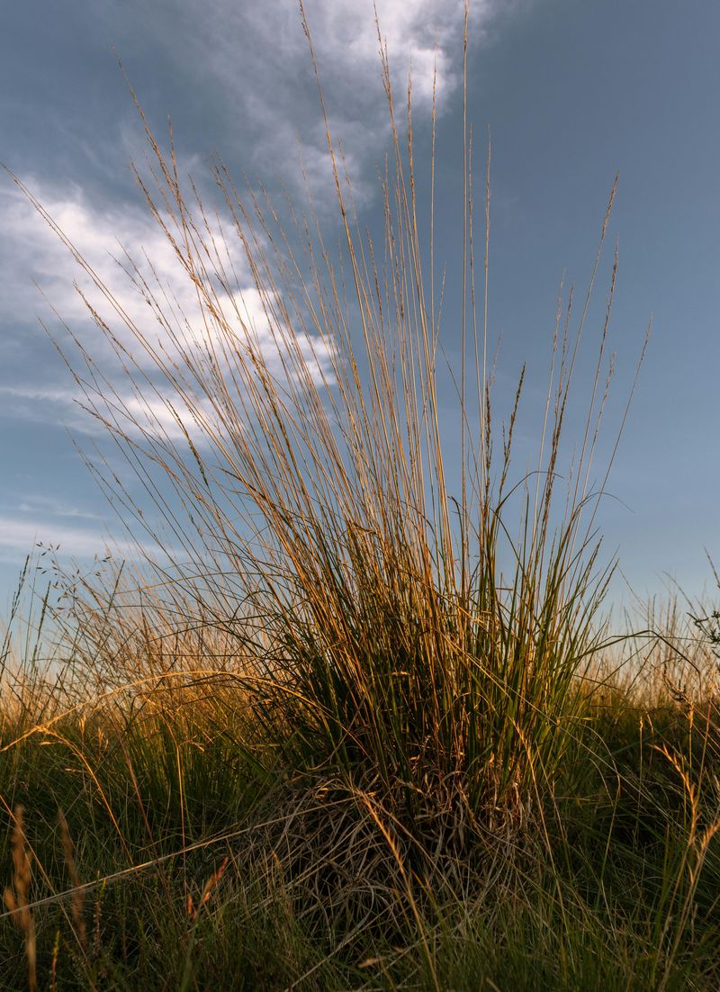 Little Bluestem