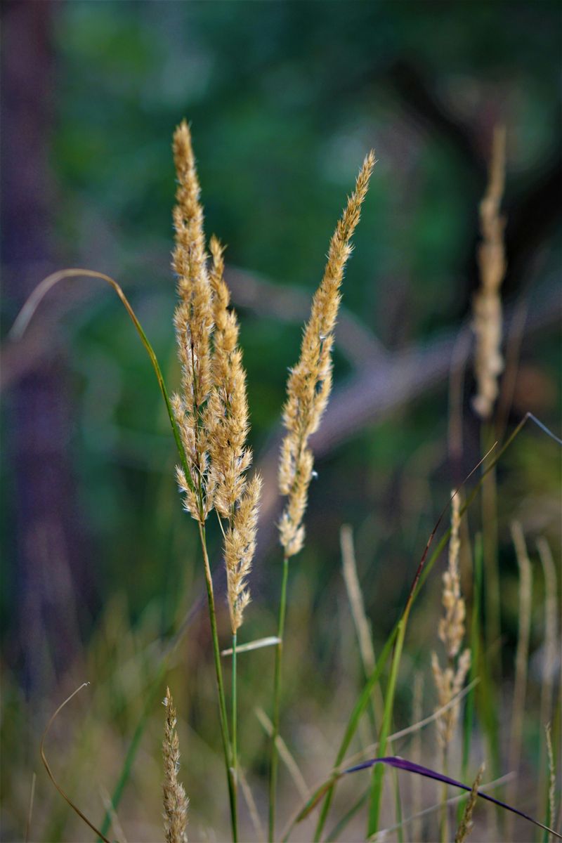 Little Bluestem Little Bluestem