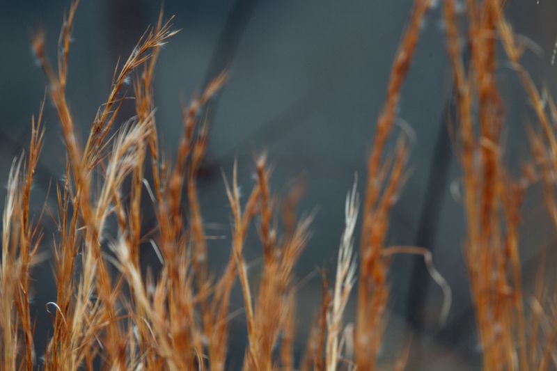 Little Bluestem Little Bluestem