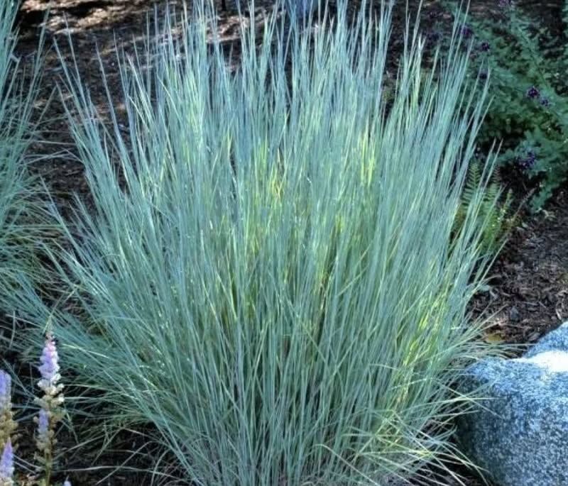 Little Bluestem Care Through The Year