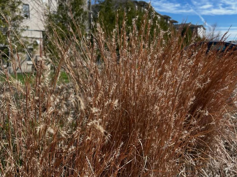 Little Bluestem Provides Shelter Near Open Ground Little Bluestem Provides Shelter Near Open Ground