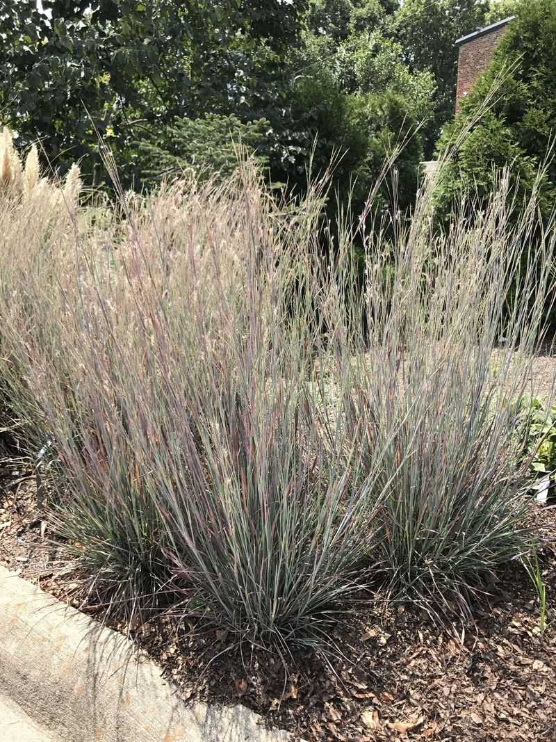 Little Bluestem Softens Hard Edges