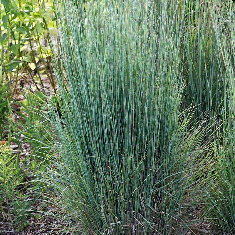 Little Bluestem Stands Up To Summer Heat Little Bluestem Stands Up To Summer Heat