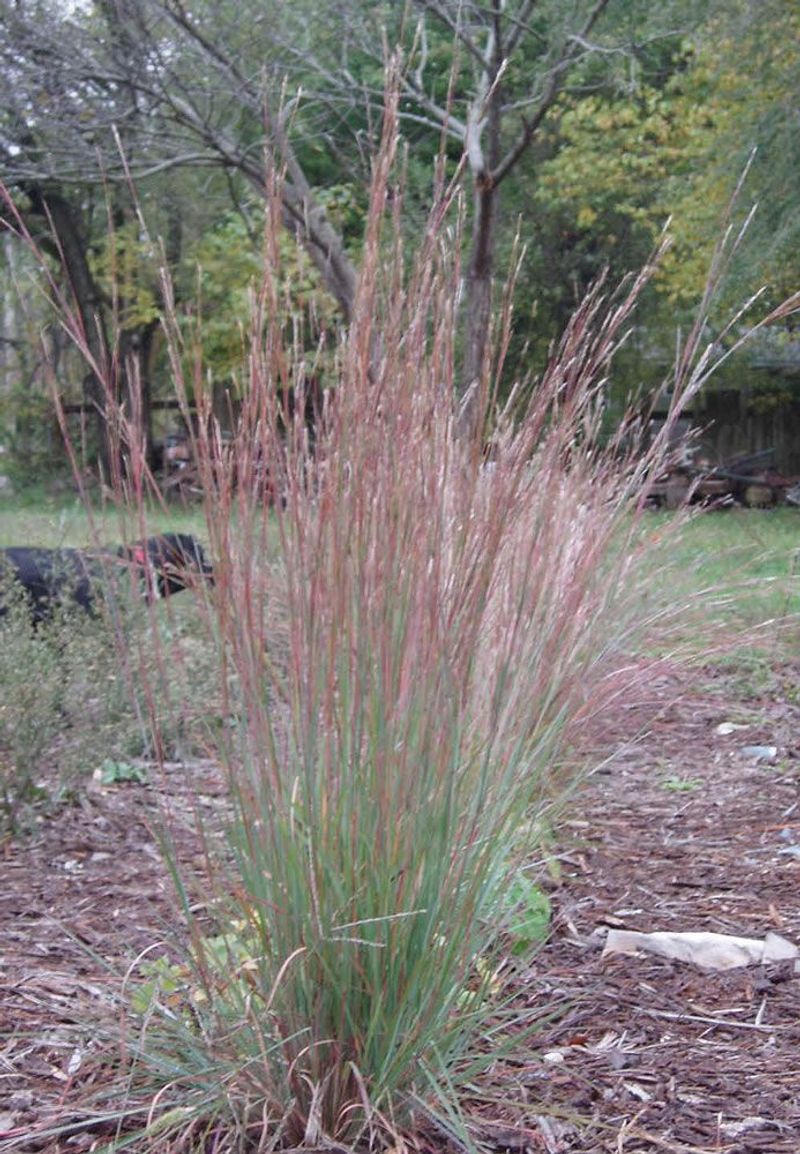 Little Bluestem Through All Four Seasons