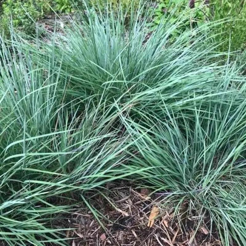 Little Bluestem