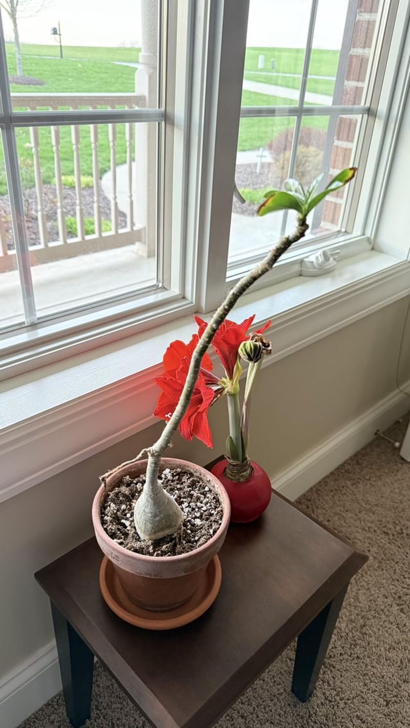 Little Bright Light Means Fewer Flowers Little Bright Light Means Fewer Flowers