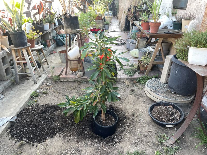Little Cado Is The Safest Container Pick