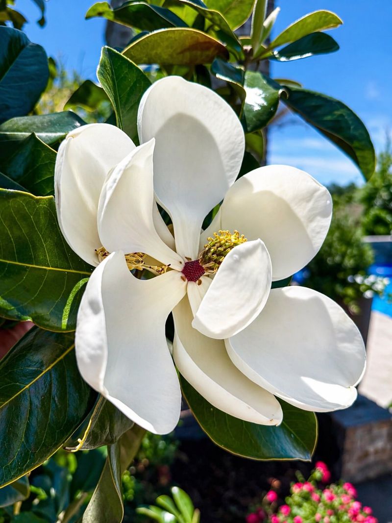 Little Gem Magnolia Packs Privacy Into Smaller Spaces
