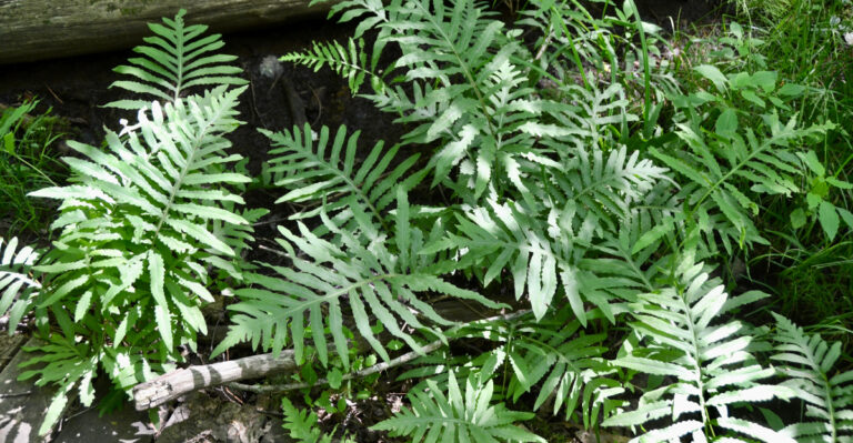 sensitive fern