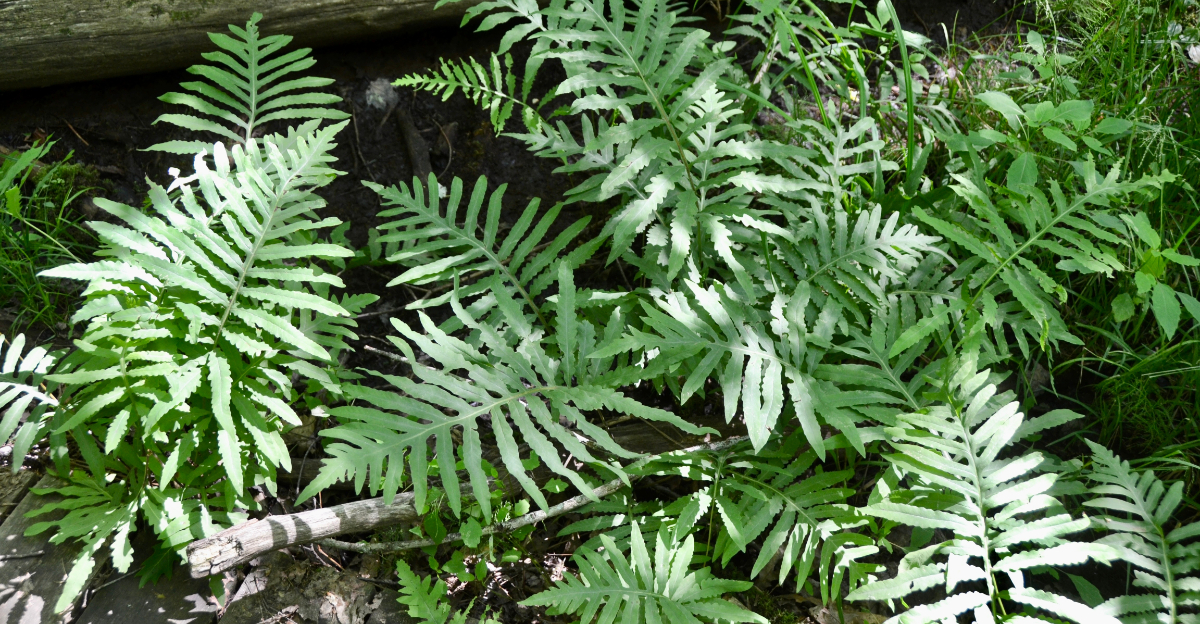 sensitive fern