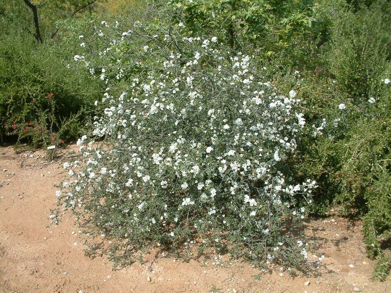 Little Leaf Cordia Handles Dry Summer Heat