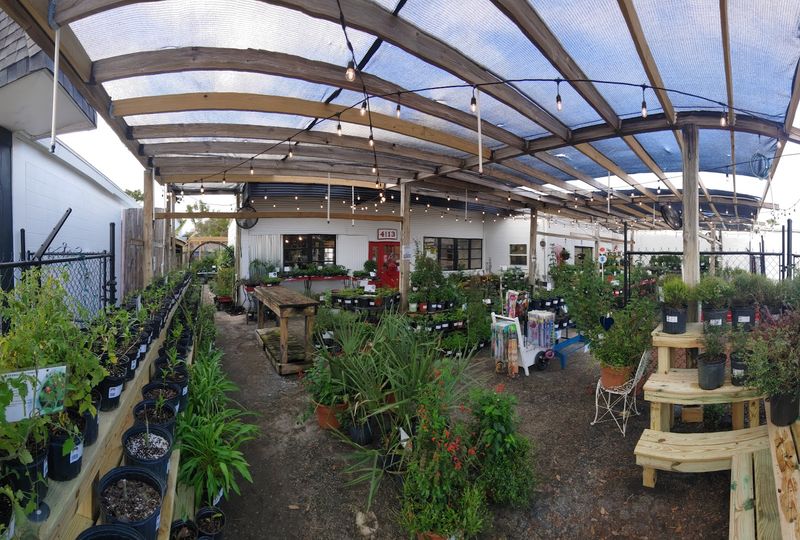 Little Red Wagon Native Nursery Brings Native Plant Collectors To Tampa Little Red Wagon Native Nursery Brings Native Plant Collectors To Tampa