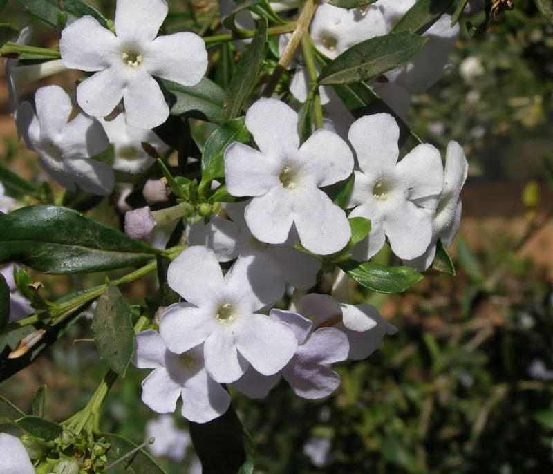 Littleleaf Cordia Handles Dry Heat With A Neat Form