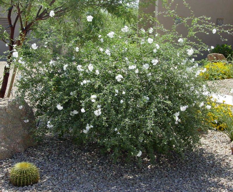 Littleleaf Cordia Helps Block Unwanted Views Littleleaf Cordia Helps Block Unwanted Views
