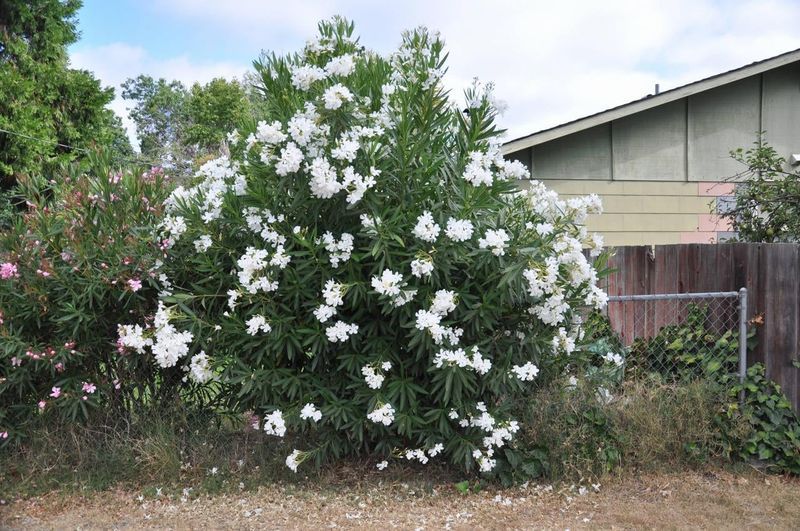 Littleleaf Cordia Rebuilds Its Neat Rounded Form Littleleaf Cordia Rebuilds Its Neat Rounded Form