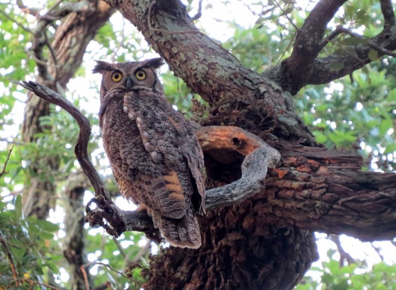 Live Oak