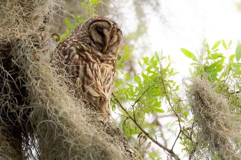 Live Oak Builds The Roosting Structure Owls Need