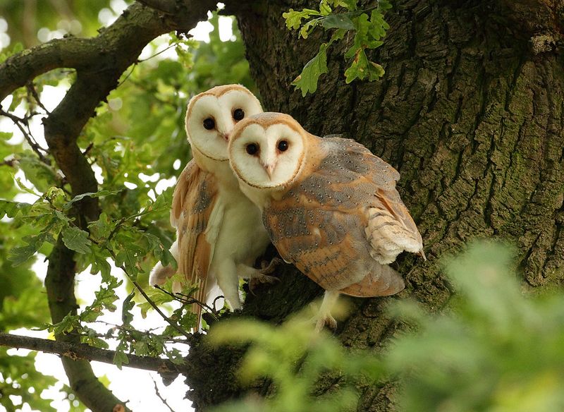 Live Oak Creates Long-Term Roosting Structure Barn Owls May Use Live Oak Creates Long-Term Roosting Structure Barn Owls May Use