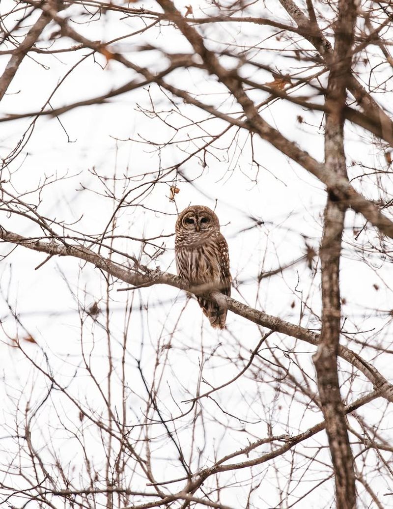 Live Oak Creates Roosting Structure Owls Can Use Live Oak Creates Roosting Structure Owls Can Use